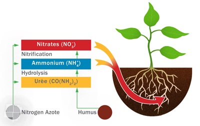 The pH (soil acidity)