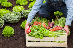 Vegetable Garden Maintenance Tips