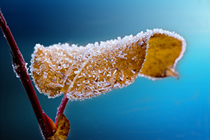 Protect perennials and tender fall garden growth, roses and shrubs from fall frost and freezes.