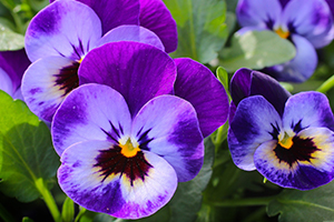 Plant bulbs, cool weather annuals and deciduous shrubs